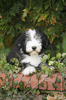 Bearded Collie Puppy