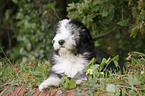 Bearded Collie Puppy