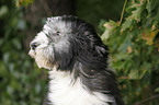 Bearded Collie Puppy