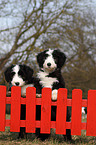 Bearded Collie Puppies