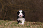 Bearded Collie Puppy