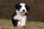 Bearded Collie Puppy