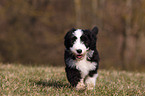 Bearded Collie Puppy