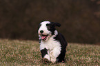 Bearded Collie Puppy