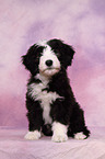 Bearded Collie Puppy