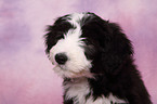 Bearded Collie Puppy