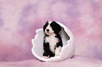 Bearded Collie Puppy