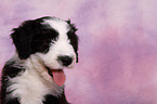 Bearded Collie Puppy