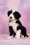 Bearded Collie Puppy