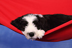 Bearded Collie Puppy