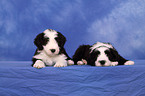 Bearded Collie Puppy