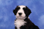 Bearded Collie Puppy