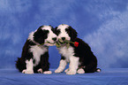 Bearded Collie Puppy