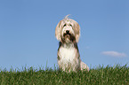 sitting Bearded Collie