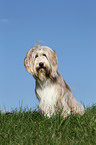 sitting Bearded Collie