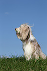 sitting Bearded Collie