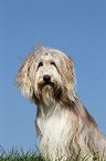 Bearded Collie Portrait