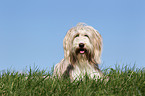 lying Bearded Collie