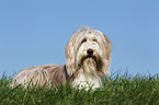 lying Bearded Collie