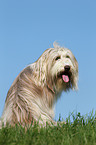 sitting Bearded Collie