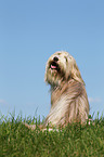 sitting Bearded Collie