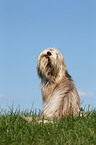 sitting Bearded Collie