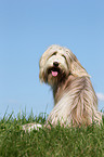 sitting Bearded Collie