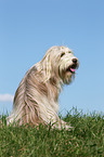 sitting Bearded Collie