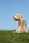 sitting Bearded Collie