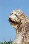 Bearded Collie Portrait