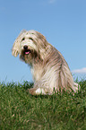 sitting Bearded Collie