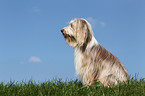 sitting Bearded Collie