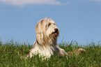 lying Bearded Collie