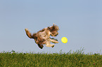 jumping Bearded Collie