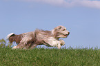 running Bearded Collie