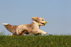 playing Bearded Collie