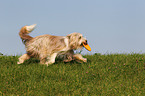 jumping Bearded Collie