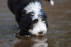 Bearded Collie Puppy