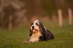 lying Bearded Collie