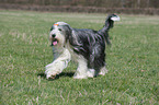 walking Bearded Collie