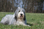 lying Bearded Collie