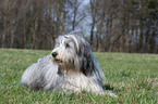 lying Bearded Collie