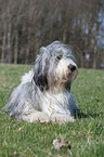 lying Bearded Collie