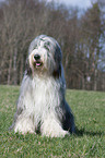 sitting Bearded Collie