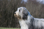 Bearded Collie Portrait