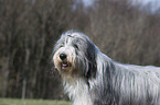 Bearded Collie Portrait