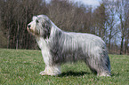 Bearded Collie