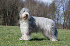 Bearded Collie