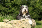 lying Bearded Collie