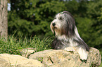 lying Bearded Collie